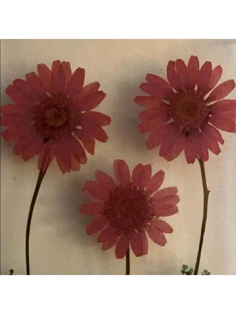 iPhone 6 Plus CLEAR SNAP Case w pressed flowers